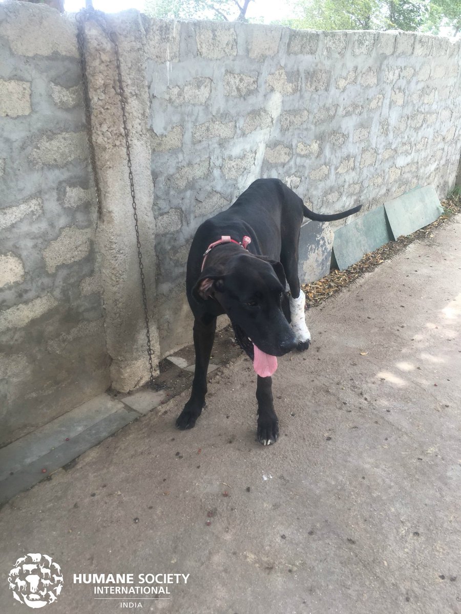 Cizlfab On Twitter Need Tougher Laws To Protect Animals Were