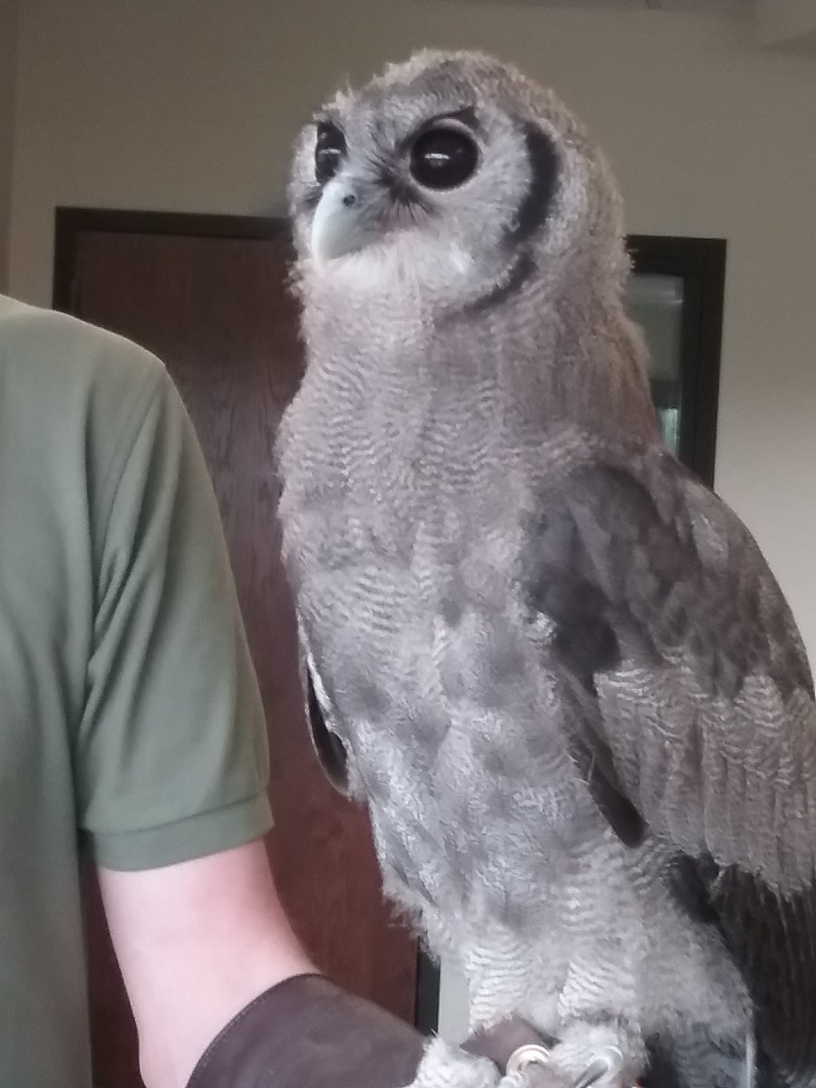 samwrightradio's tweet image. So this happened today. You can hear it again tonight on #idahoMatters @KBSX915 at 8pm. (His name is Oliver)