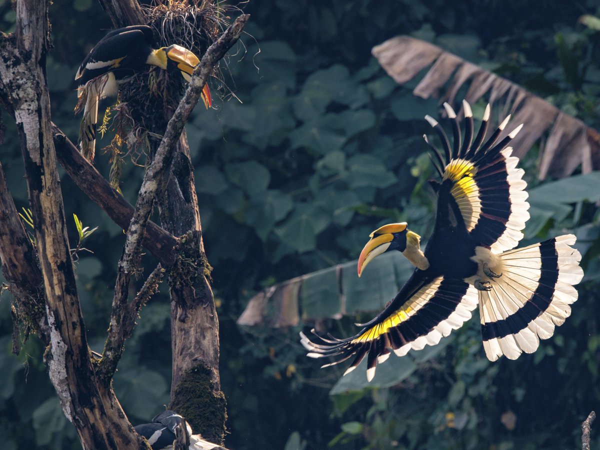 BirdLife_News's tweet photo. "When you hear about nature conservation in the press, it’s all negative news. We wanted to tell people about the many successful programs in Asia."

Wildlife photographer Bjorn Olesen's stunning pictures tell a story of hope. Check out more here: https://t.co/XNHPwemlLh https://t.co/WaS0RdpU7x