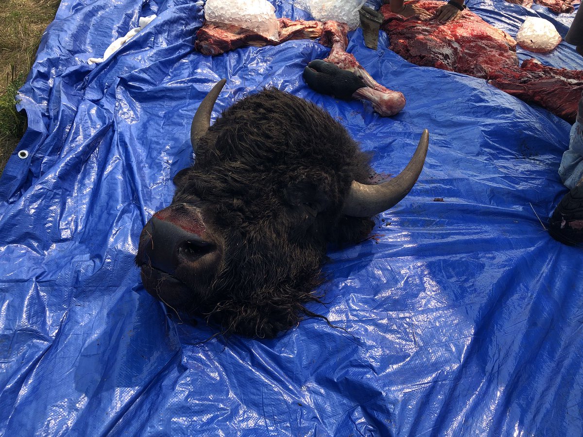 Songstress28's tweet photo. Just came from Samson. A buffalo hunt happened this morning and community members are harvesting the meat/hide. 
Sponsored in part by the American Indian Food Sovereignty Association, people came all the way from the U.S and even Six Nations to witness/take part. https://t.co/7m9xYwdehc