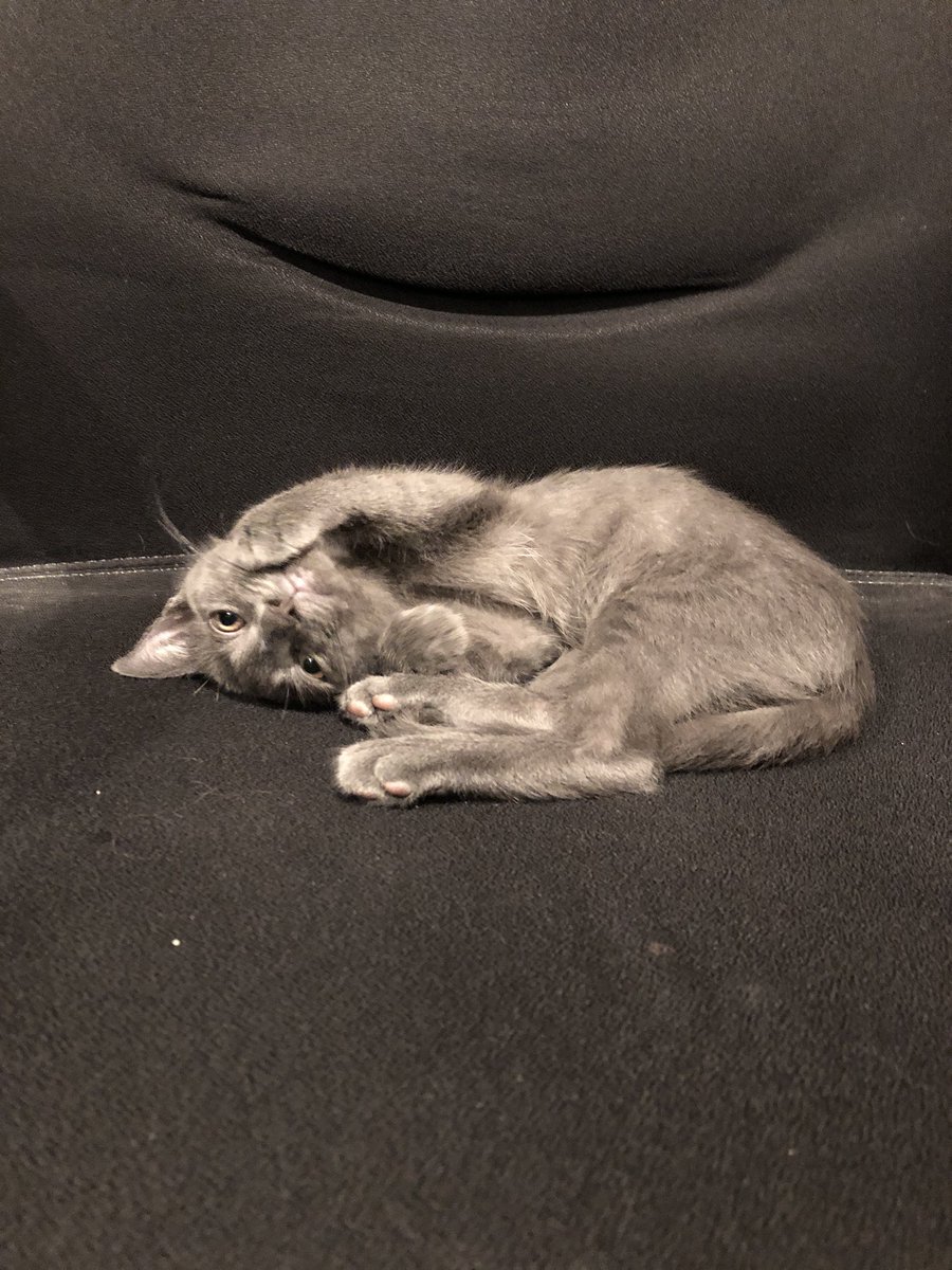 elissabrown's tweet photo. #DAMpets https://t.co/eYxdhVXiab