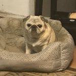 Photo by Four Florida Pugs + Koda (@FPugs)