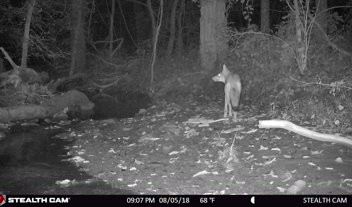Stealthcam XV4 caught this western Pennsylvania coyote cruising
#trailcamology <a href="/stealthcam/">Stealth Cam</a>