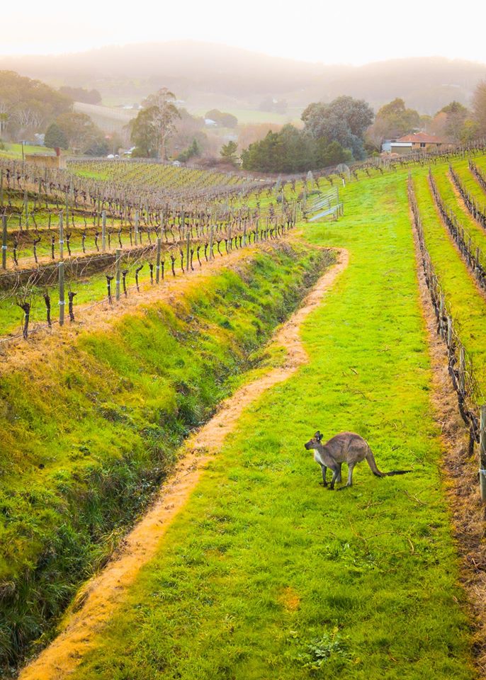It’s a misty day in the vines and Kevin’s got a decision to make: Shiraz or Cabernet? 🍷🍷 Photo: Joshua Pathon at Picadilly, near Mount Lofty in #VisitAdelaideHills #TTOT #TBEX #SeeSouthAustralia #SeeAustralia #Adelaide #Australia #TT #LP