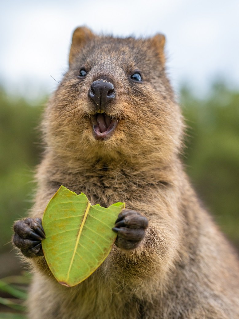 Rottnest Express tweet media