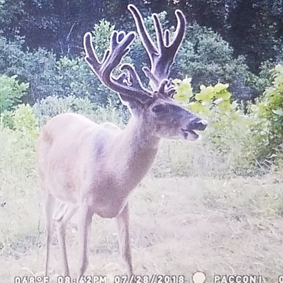 Joseph Pacconi On Twitter Pacconis Trophy Whitetails Of Southern