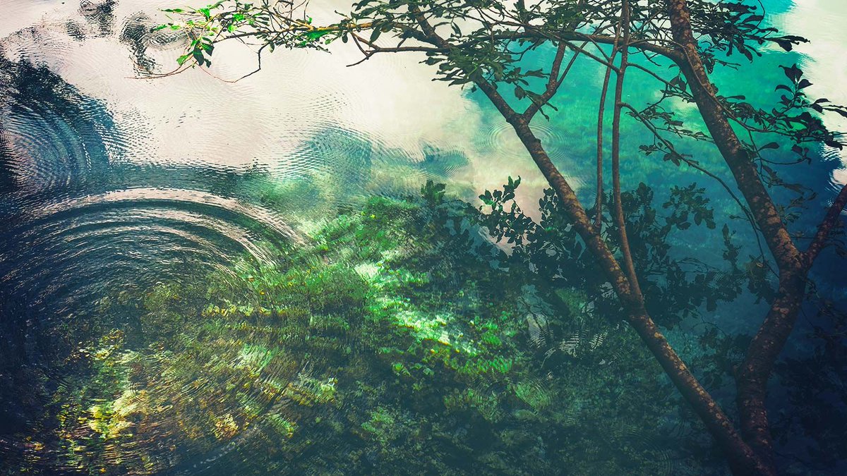 Watering seems like a simple task, but it can take years to perfect. Here is what we have learned about HOW to water from our years of experience tipping the watering can. 
buff.ly/2uyog2q