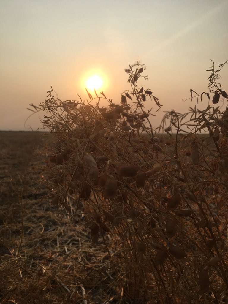 DwayneMihalicz's tweet photo. If you don’t like harvest sunset pics you might want to unfollow me for awhile! 😂#Harvest18 https://t.co/nL7gkndJLD