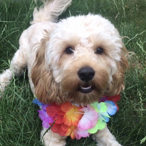 1scrummymummy's tweet image. Teddy has even more reasons to ❤️ @lilyskitchen #Pride #AcceptanceWithoutException 🌈