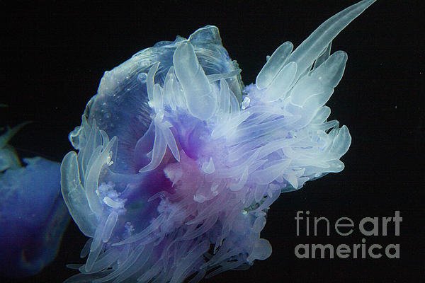 lisartop's tweet photo. New artwork for sale! - "Illuminated Sea Creature" - https://t.co/DAMs2BpnFv @fineartamerica https://t.co/KgY17PuLkh