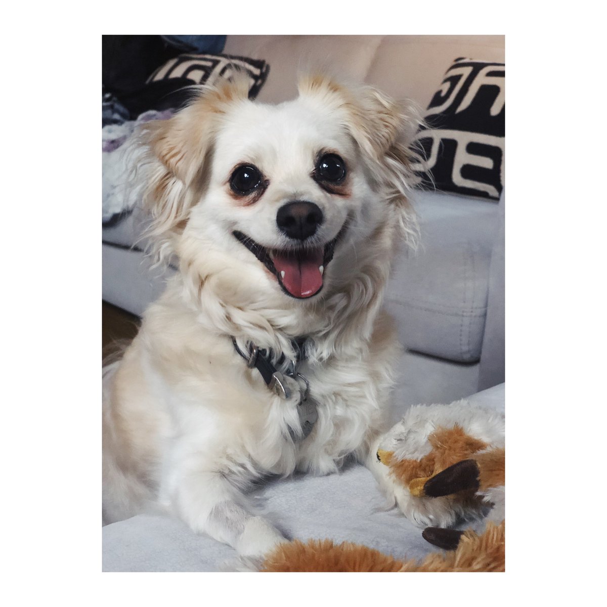 Mark Hamill (@HamillHimself) on Twitter photo 2018-08-09 21:36:05 #MagicalMillieTour Volume II- The Queen has arrived at her sumptuous new #PupPalace & is settling in just fine, thank you! Any guesses where we are? Clue #2: #ItTook2PlaneRidesToGetHere Stay tuned... #MagicalMillieTour Volume II- The Queen has arrived at her sumptuous new #PupPalace & is settling in just fine, thank you! Any guesses where we are? Clue #2: #ItTook2PlaneRidesToGetHere Stay tuned...