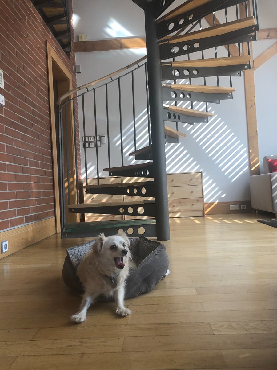 MarkHamill's tweet photo. #MagicalMillieTour Volume II- The Queen has arrived at her sumptuous new #PupPalace &amp; is settling in just fine, thank you! Any guesses where we are? Clue #2: #ItTook2PlaneRidesToGetHere Stay tuned... https://t.co/pi7DOuJt7Q