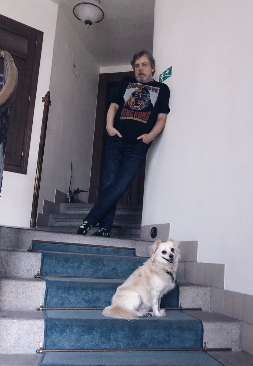 MarkHamill's tweet photo. #MagicalMillieTour Volume II- The Queen has arrived at her sumptuous new #PupPalace &amp; is settling in just fine, thank you! Any guesses where we are? Clue #2: #ItTook2PlaneRidesToGetHere Stay tuned... https://t.co/pi7DOuJt7Q