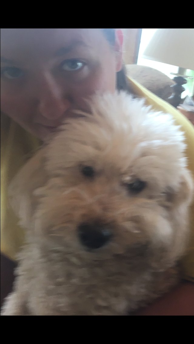 NChristnensen's tweet photo. Charlie wasn't a huge fan of me interrupting his nap, but he's still the best pet around! #SennettSelfieBingo #SennettShines https://t.co/mnFsyK5jUm