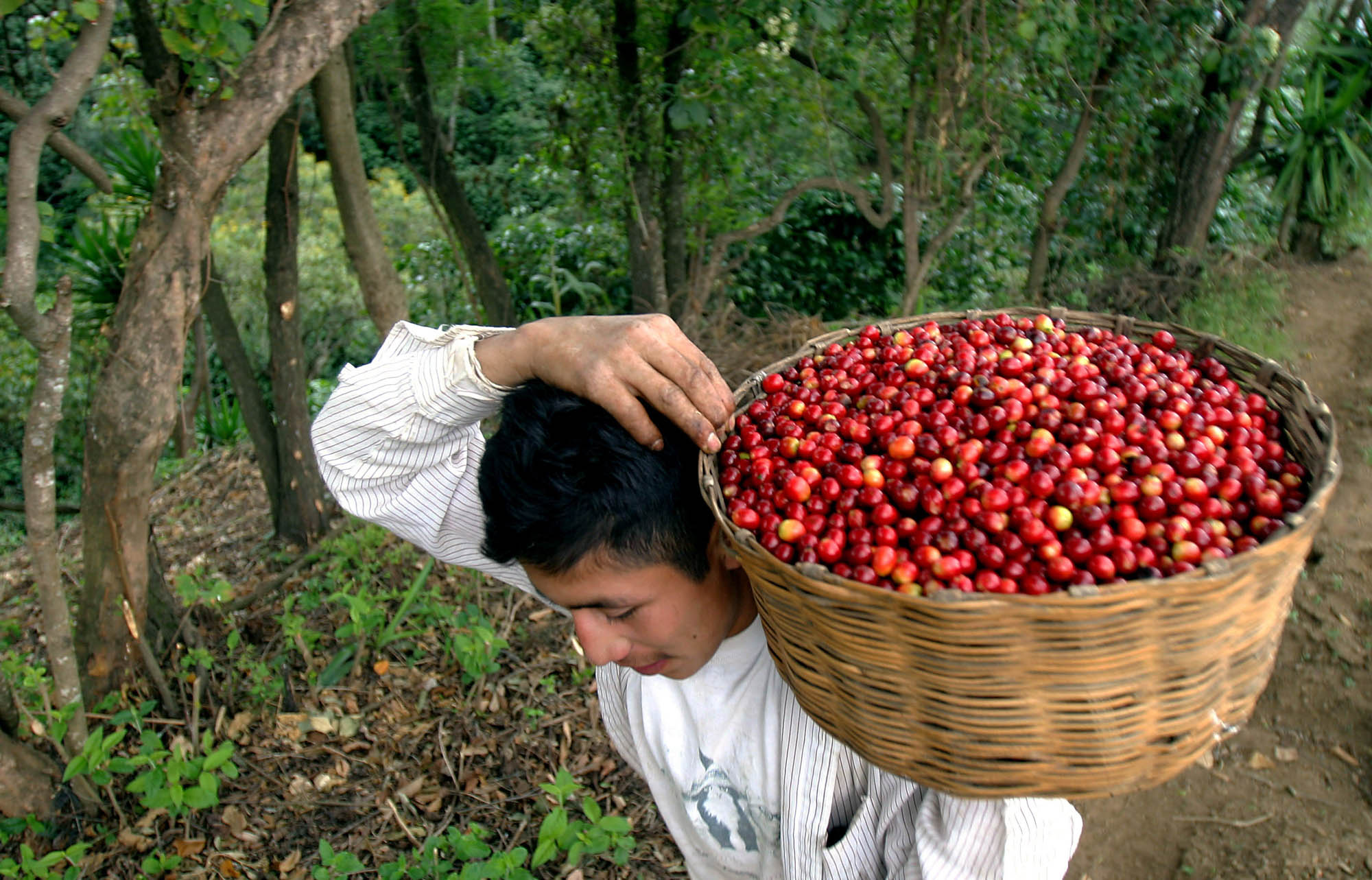 ajplusespanol on Twitter: "#MaravillasLatinoamericanas Hoy, #Guatemala comenzó los trabajos del 29 Congreso de la Caficultura, declarando Patrimonio Cultural Intangible de la Nación todo el conocimiento, proceso y comercialización tradicional del #café ...