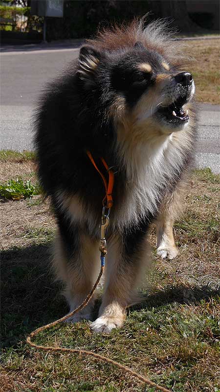 #merano #finsk #lapphund #hund #howling