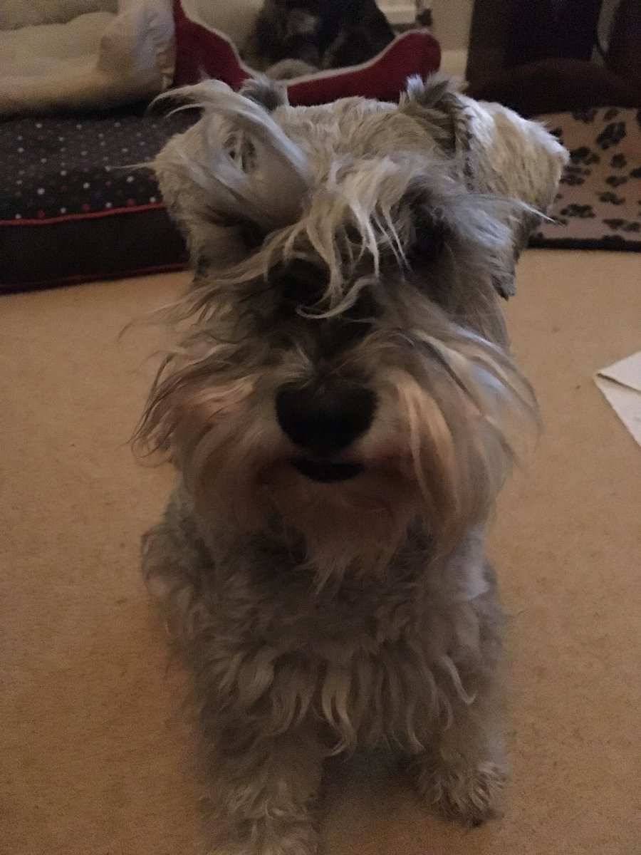 BrilloSchnauzer's tweet photo. Palz summink went wrong wid meez eyeluffs tonite #schnauzergang https://t.co/GfAjsX6rtV