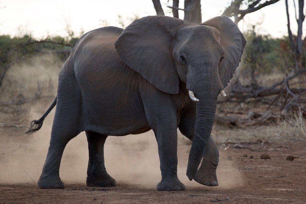 debeersgroup's tweet photo. Proud to help further highlight the importance of #elephant #conservation by collaborating with the organisers of #WorldElephantDay on Sunday 12 August – the international day of celebration of the elephant. Learn more: https://t.co/dJxWU53rf6 #MovingGiants https://t.co/Z720OVWuqb