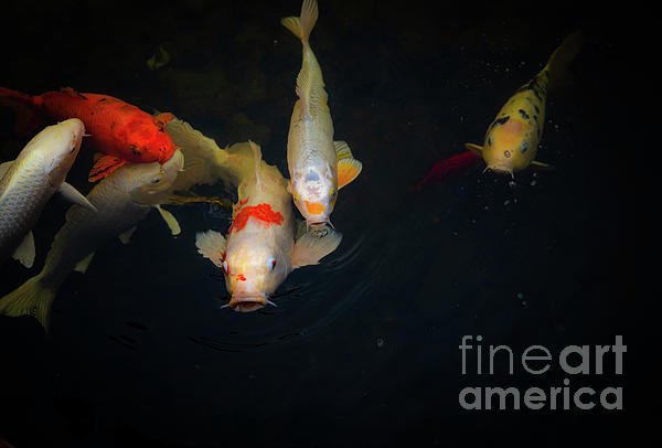 lisartop's tweet photo. New artwork for sale! - "Koi Swimming Around" - https://t.co/95t12Jzc5a @fineartamerica https://t.co/90b2r0DNa1