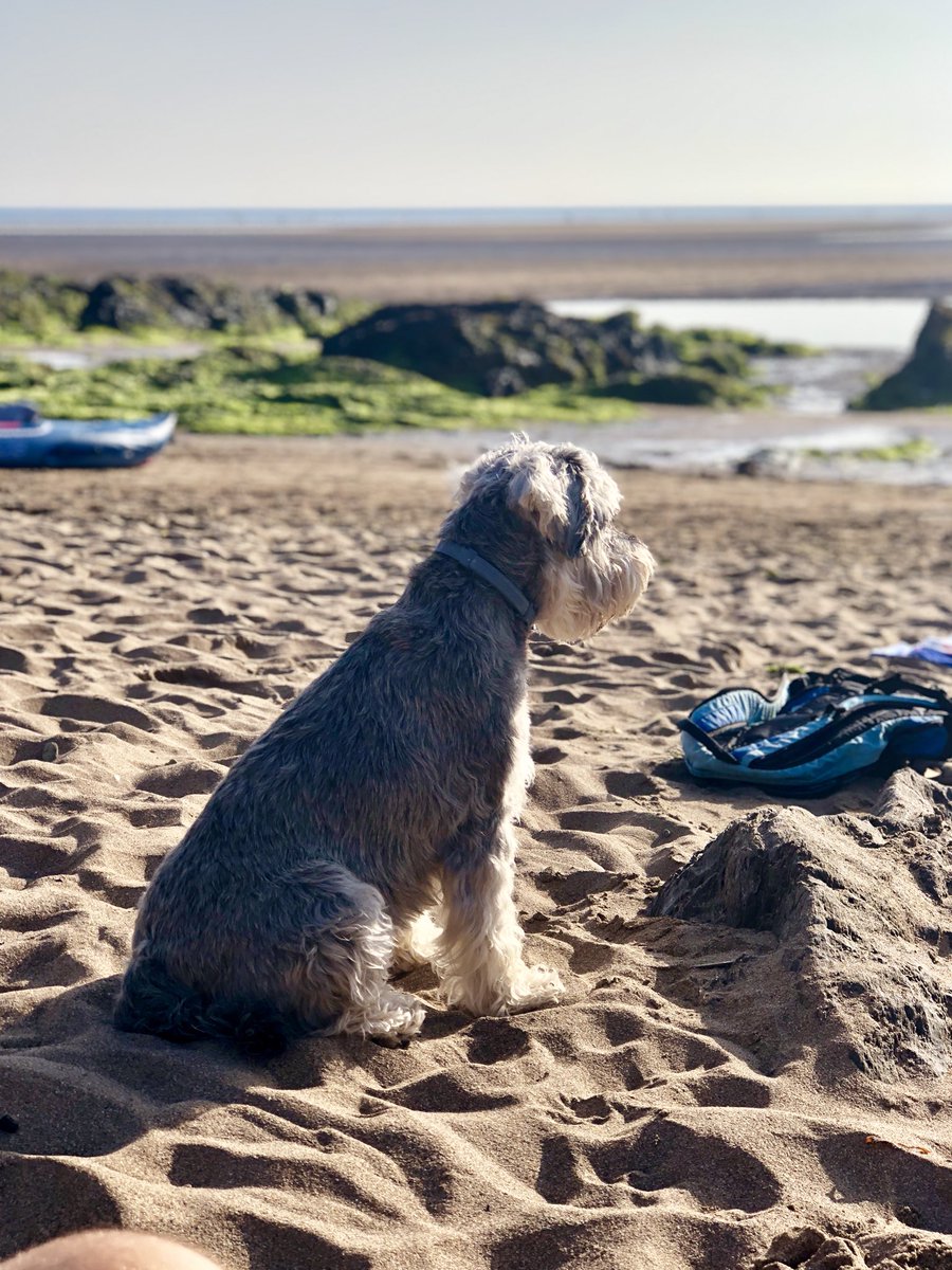 ArthurSchnauzer's tweet photo. Beach life pals! Went in up to me knees! πΎπ #bithotbutloveit #doggiesbeaches #lotsofwalkies https://t.co/G8x6of3Dwt