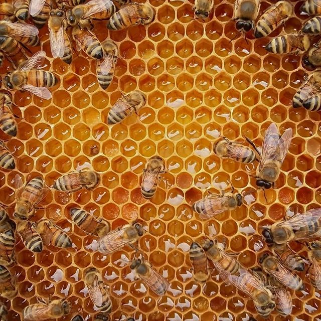 yzbeesofficial's tweet image. @bee_man_dan

Nectar! 🐝🌷
.
.
.
. ------
Follow @yzbees
Credited by @b_eeing
Excited photo.
Accessories beekeeping at yzbees
--------- ebay.to/2Odfq2g --------- #beekeepinginmaine #beekeepingclass #ilovebeekeeping #backyardbeekeepingballarat #treebeekeeping #beekeepi…