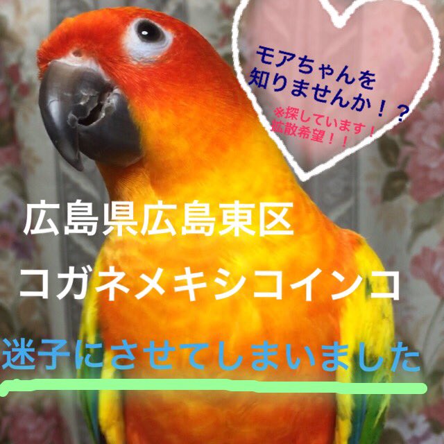 moa8daisuki's tweet photo. 2018/7/11広島県広島市東区より迷子にさせてしまいました実家のコガネメキシコインコを探しています。
保護してくださっている方見かけられた方はいらっしゃいませんか？

#広島 #インコ迷子 #インコ保護 #コガネメキシコインコ #インコ探しています #オレンジ色の鳥 https://t.co/hXMreslZy0