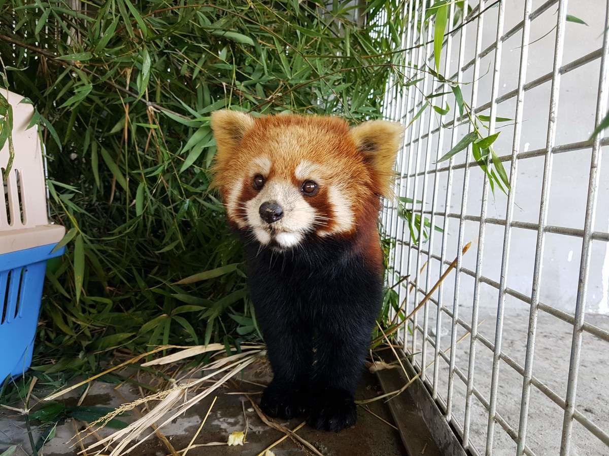 LeSacdeChips's tweet photo. 16 photos de pandas roux qui vous feront découvrir un nouvel animal préféré #SiCUte
https://t.co/MTill5wbsf https://t.co/ndCpinHj2S