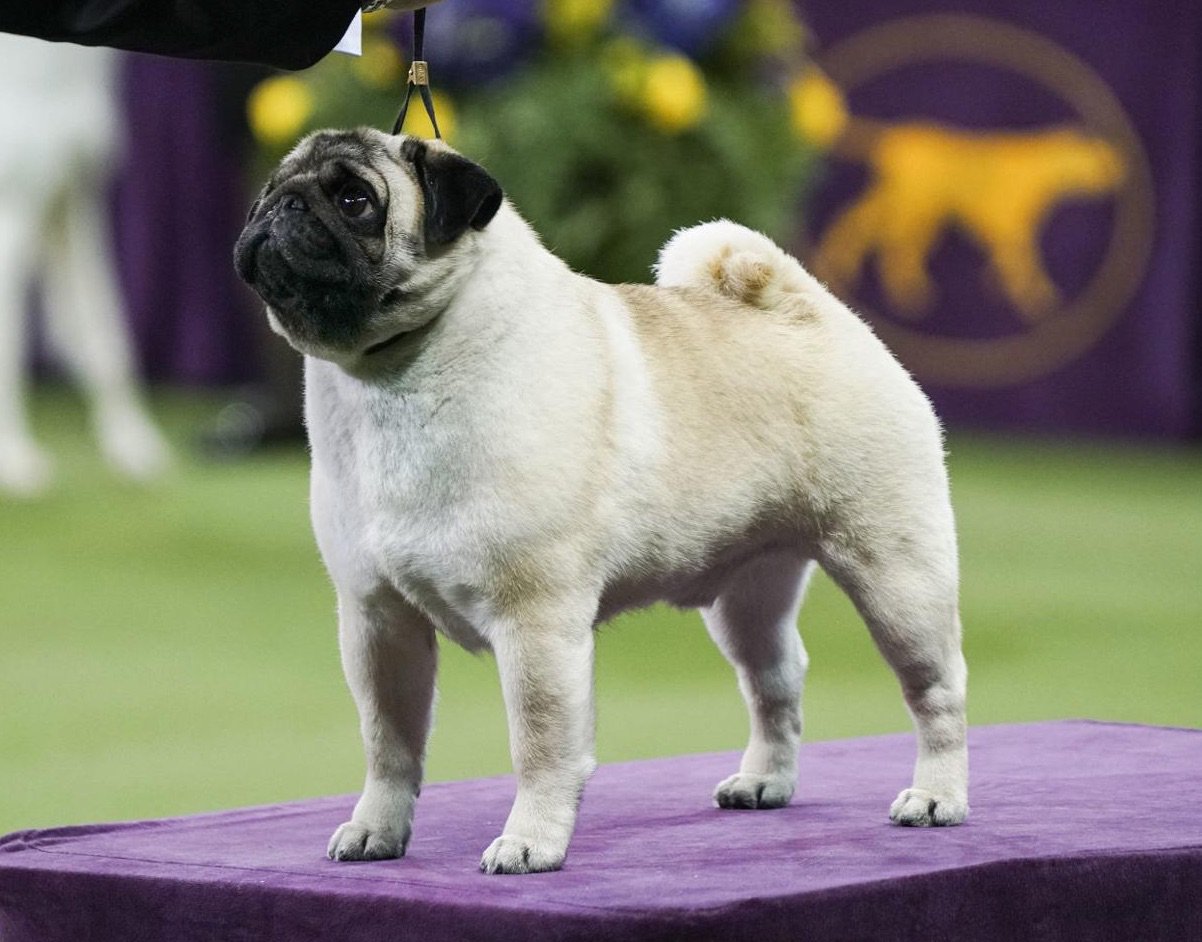 Champion pug cheap