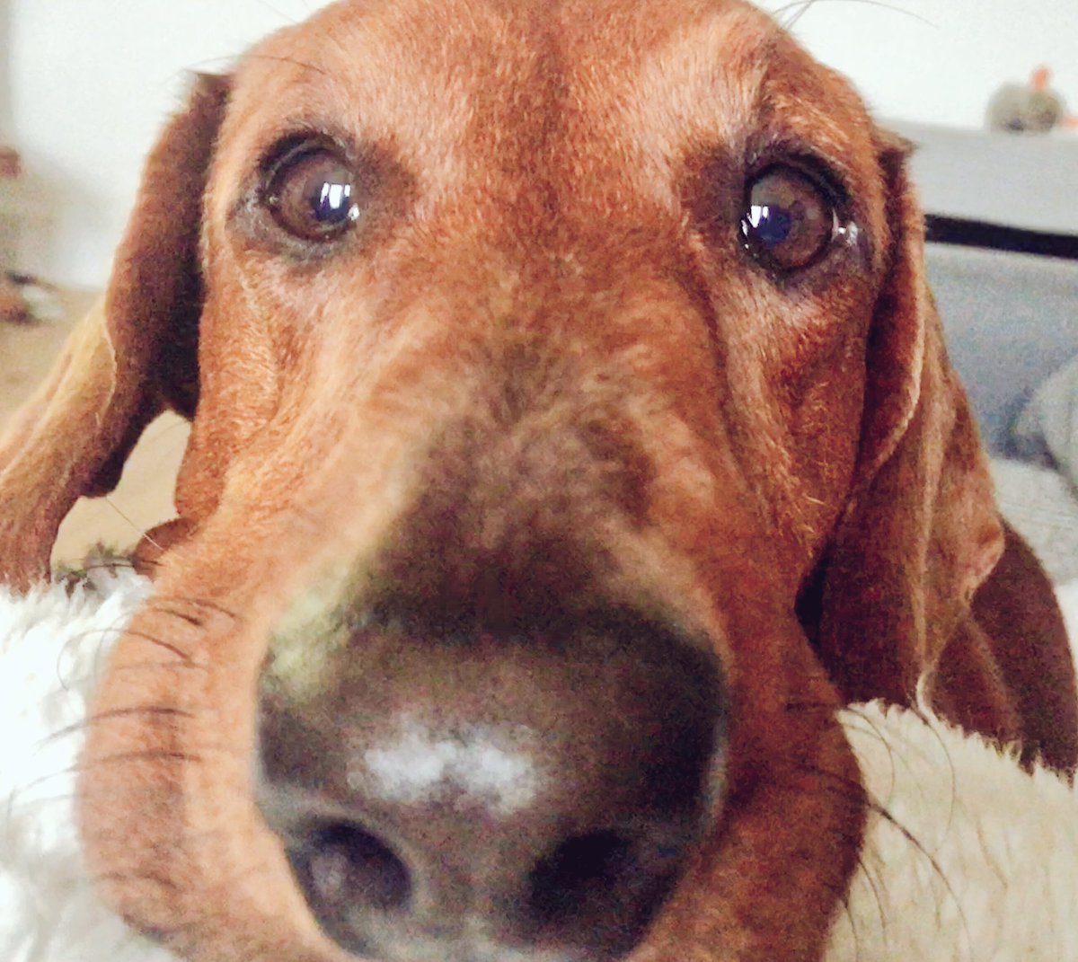 partickbrody's tweet image. If ah stare lang enough and do a wee pout ah can get a cheeky wee cheesy chip fer a midnight snackerooney. #getinmabelly
