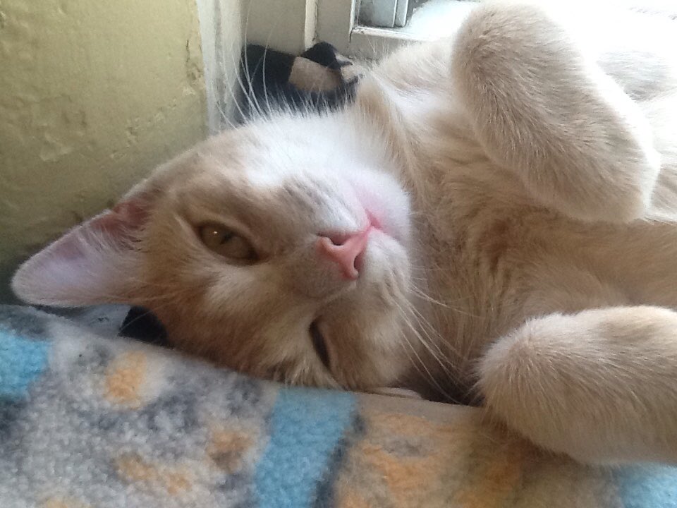 ɖ.℘ཞąɬɬ🇨🇦 tweet media