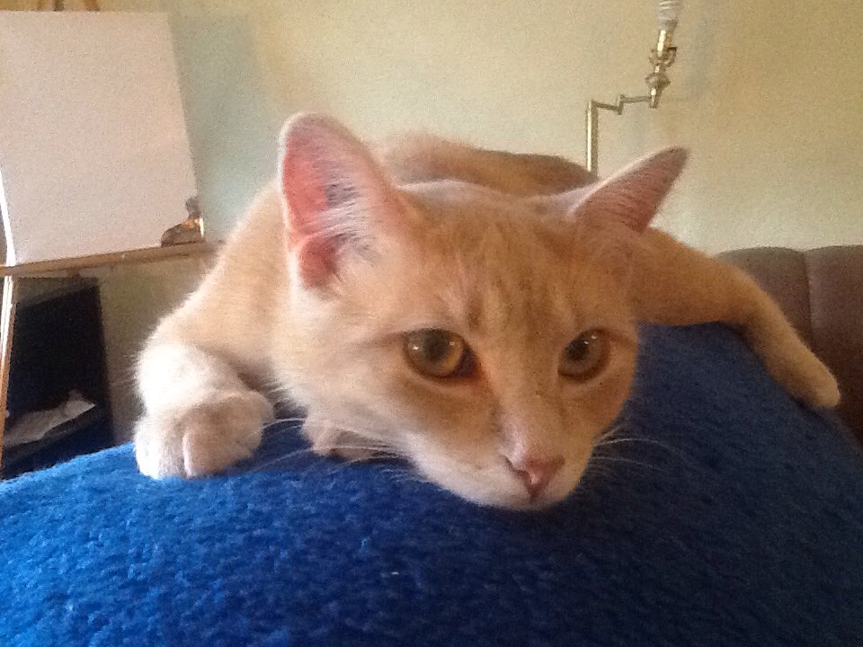 ɖ.℘ཞąɬɬ🇨🇦 tweet media