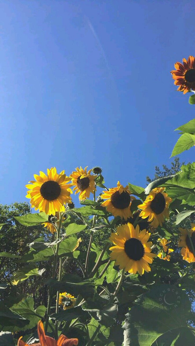 xiocks's tweet image. flowers 💐
rt se salvar 💕
fav se gostar ❤
/kelly