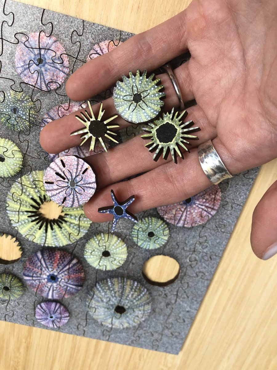 ZenPuzzles's tweet photo. “Sea Urchins”

Small wooden jigsaw puzzle figural pieces

https://t.co/ngDZwLdUIP #sealife #ocean #puzzles #puzzle #jigsawpuzzle #woodenpuzzle #ecofriendly #handmadeinamerica https://t.co/4GCcSS75CX
