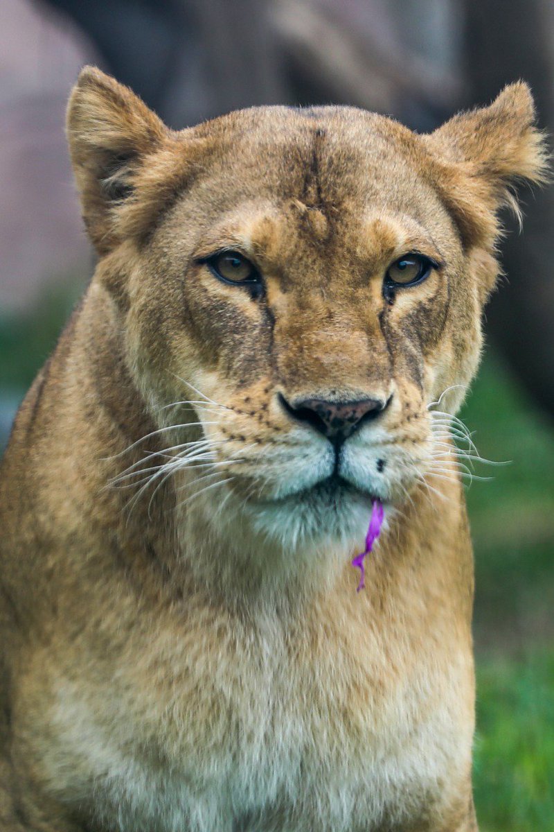 MuniLima's tweet photo. #DíaMundialDelLeón🦁: Visita en familia nuestro Parque de @LasLeyendas y conoce a ‘Chiclayanita’, ‘Bonita’ y ‘Sultán’, los engreídos de grandes y chicos. https://t.co/UwjjVEDSY0