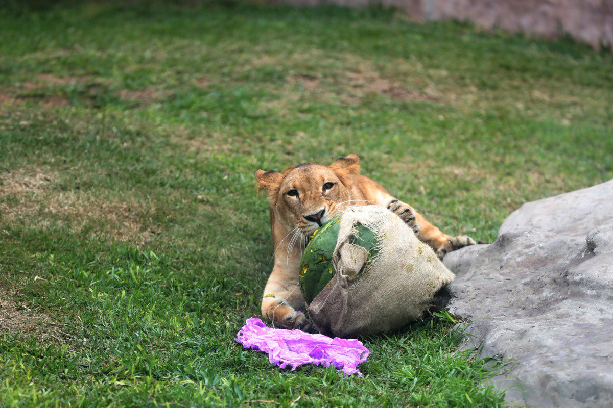 MuniLima's tweet photo. #DíaMundialDelLeón🦁: Visita en familia nuestro Parque de @LasLeyendas y conoce a ‘Chiclayanita’, ‘Bonita’ y ‘Sultán’, los engreídos de grandes y chicos. https://t.co/UwjjVEDSY0