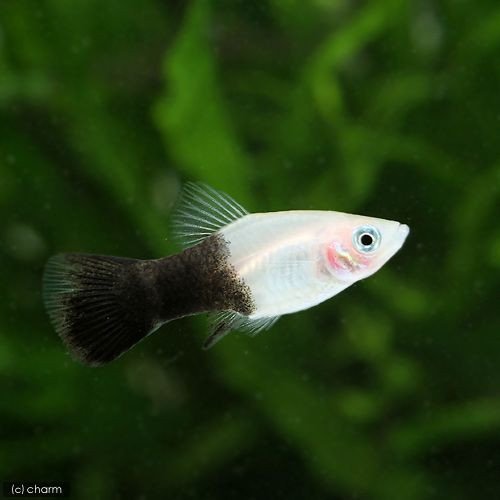 プラティを飼育してみよう Wicture ウィクチャ