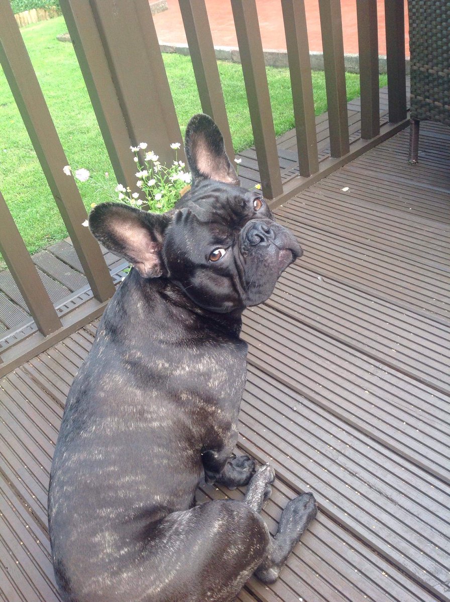 BobbytheFrenchy's tweet photo. Over-the-shoulder-smoulder! #smoulder #frenchie #frenchbulldog #modeldog #frenchiesofinstagram #DogsOfTwitter #CuteDog #CutePuppy #brindle https://t.co/sjnOkEBkyR