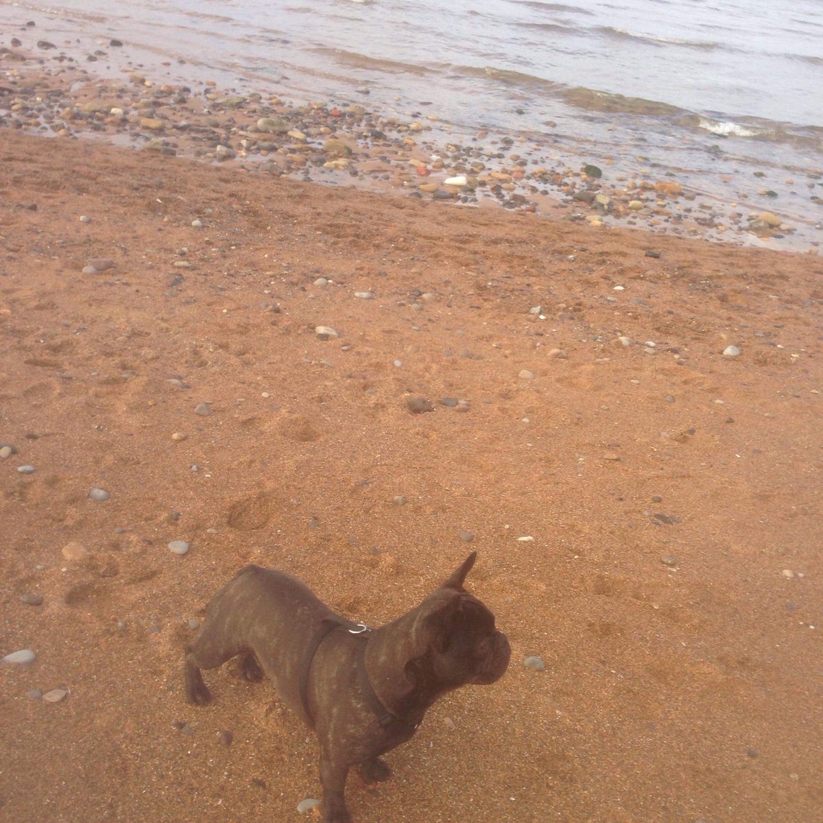 BobbytheFrenchy's tweet photo. Loved the beach with granny &amp; granda- even had my first splodge in the North Sea #seatonsluice #NorthSea #frenchie #granddog #frenchbulldog https://t.co/K98OMbawsK