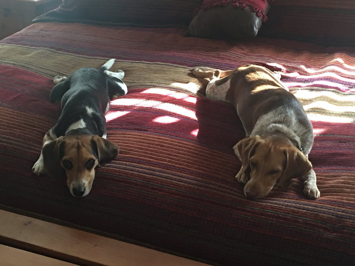 Beagle Life in the Berry home. #ToughLife #BiscuitandGravy