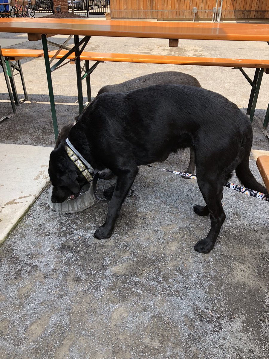 Visiting friends and drinking the Fog.  <a href="/stbcbeer/">Southern Tier Beer</a> #dogsoftwitter #CustomerService #nailedit Thank you Jenn.