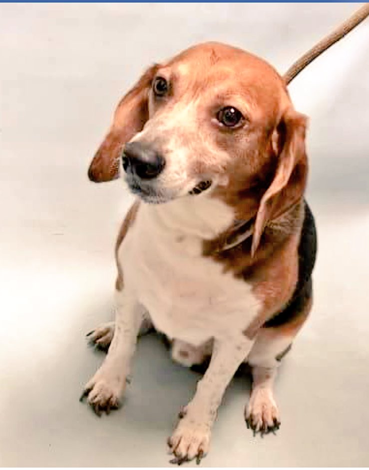 ruthmen's tweet photo. #PleaseRetweet 2BKILLED 08/10 #NYC #DOGS 2B #ADOPT #PLEDGE #FOSTER #RESCUE https://t.co/tdBpaIqz0H @Gdad1 @Falconlady7 @DogCrusader @Davidkuenstle @Reynolds2G @CeylonBlue94 @leighjalland @jim1ns @dorianbisch86 @Bri70372823 @bbschumann @Buzzy14 @ckarr2 @Rubiconski @LesleyKempson https://t.co/vVrrhCi2YN