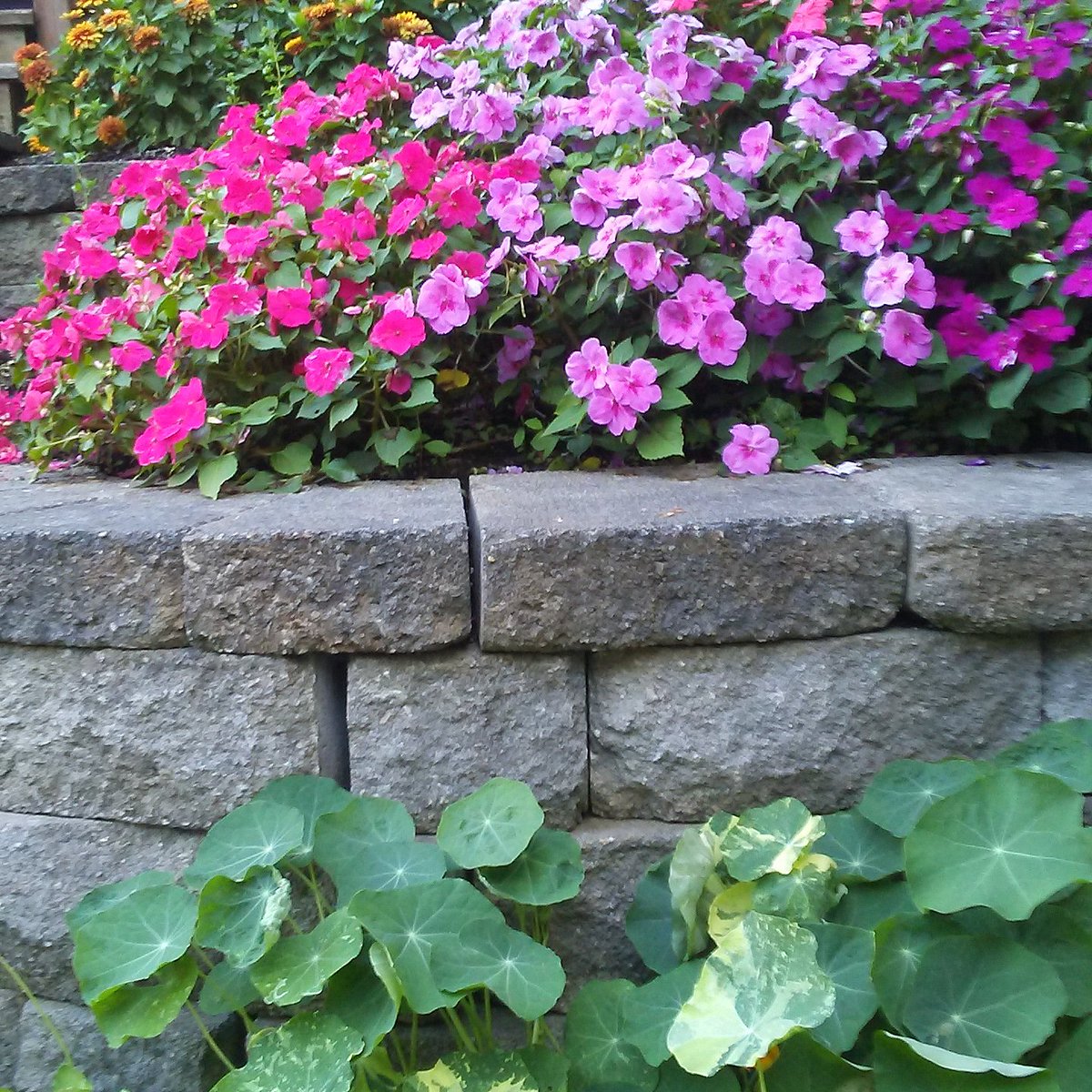 Just some step flowers #flowers