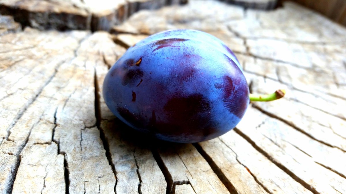 ashmeads_kernel's tweet image. plum crazy.... #plums #plumcrazy #prunes #driedplums #provisioningproperly #plum