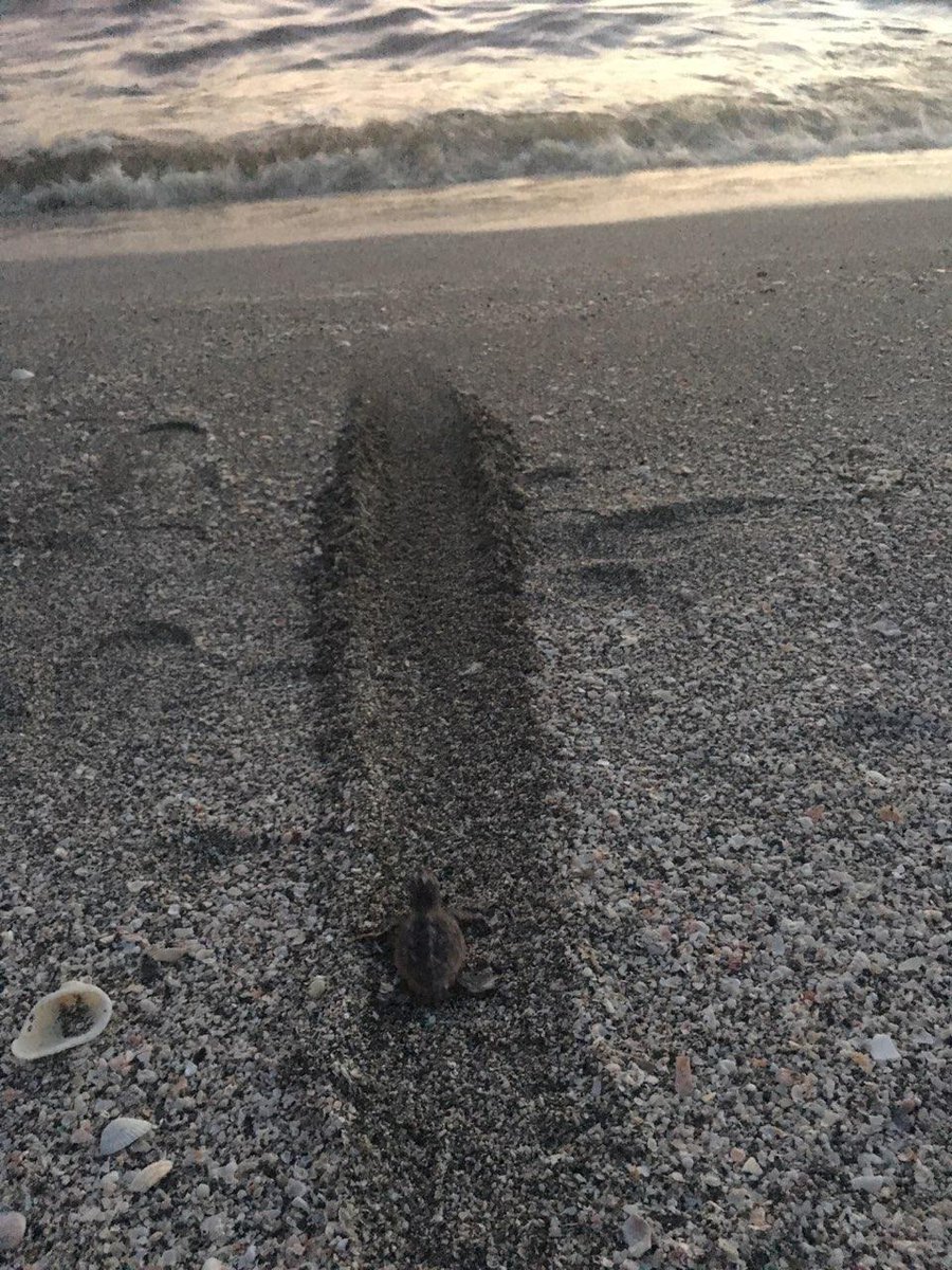 We came across a baby sea turtle a few blocks from the beach in need of help.  <a href="/MoteMarineLab/">Mote Marine Laboratory & Aquarium</a> helped us save the baby sea turtle, teach our son conservation, and even sent pics of him making it to the ocean. Awesome people and great place to visit! Thanks <a href="/MoteMarineLab/">Mote Marine Laboratory & Aquarium</a>!