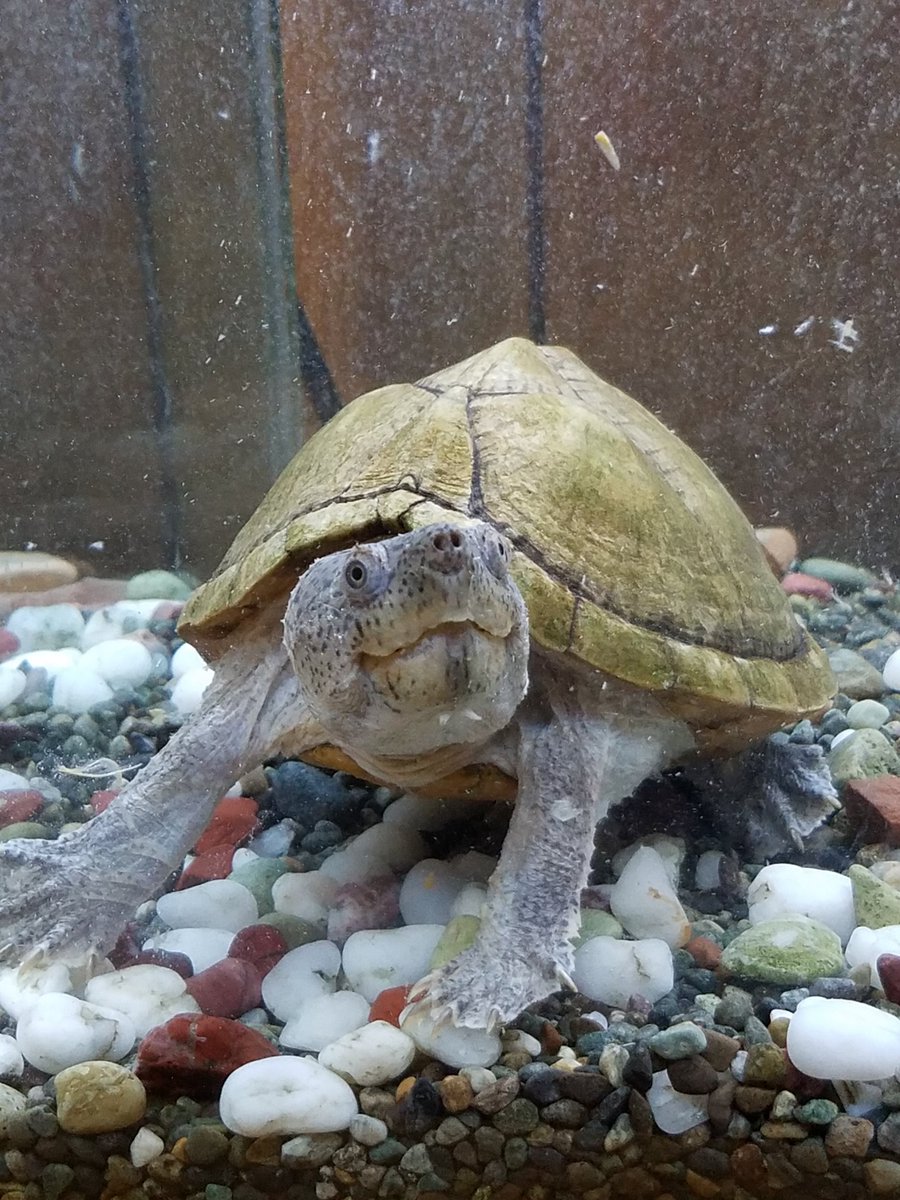 クロ در توییتر エビうまし カブトニオイガメ 亀 水亀 動物好きな人と繋がりたい こんなのもいます