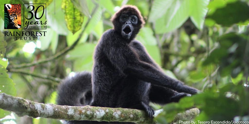 RainforestTrust's tweet image. We have successfully helped expand the Rio Canade Reserve in Ecuador to 8,054 acres--nearly 10x the size of Central Park! buff.ly/2M9uzDF