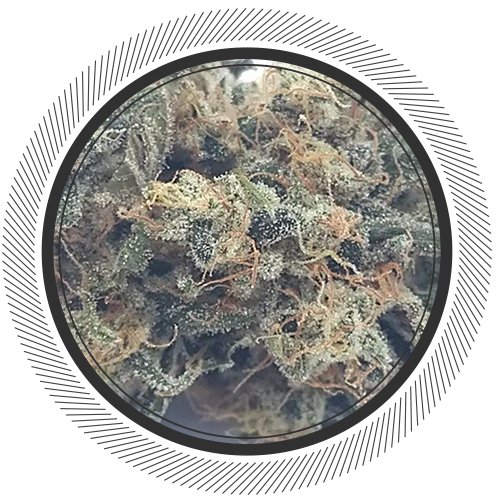 getwhitepalm's tweet image. The Roberts Creek Haze is a brand new offering from Kindle Farms. First drop limited to 16 eighths of beautiful coated flower.

Effects: Euphoric, Happy, Uplifted
Medical: Depression, Stress, Fatigue

THC: 20%
CBD: 1%

Visit #getwhitepalmdotcom
