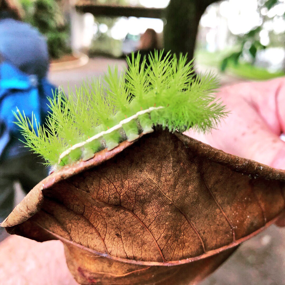 Brazilian insects are so cool #IUSSI2018