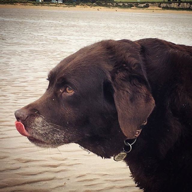 Reposting @its.a.lab.thing: Salty kisses from Pudding 💗#tot #saltykisses #cloudy #beachday #happygirl #loveher #chocolatelab #chocolate #labrador #lovelabs #instalab #labsofinstagram #labradorsofinstagram #labsofinsta #lablove #talesofalab #dogstagram #instadog #dogsofinsta