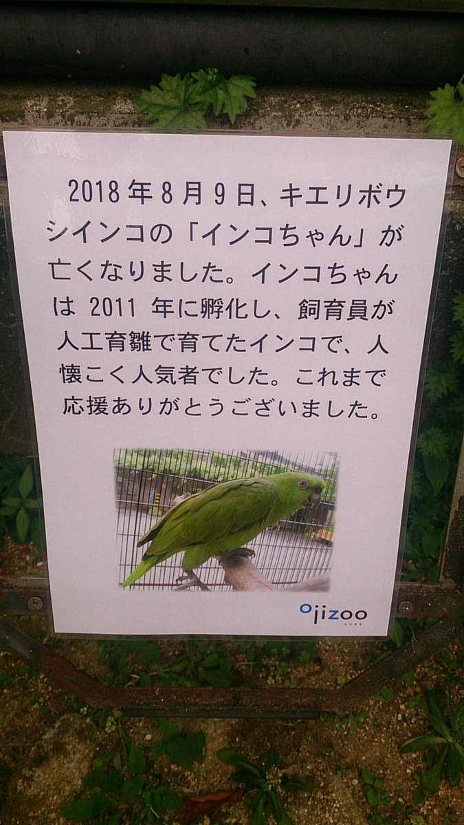 インコちゃん インコちゃん